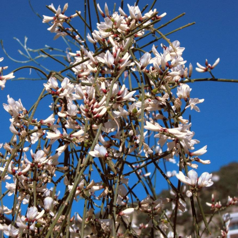 White Broom Retama monosperma